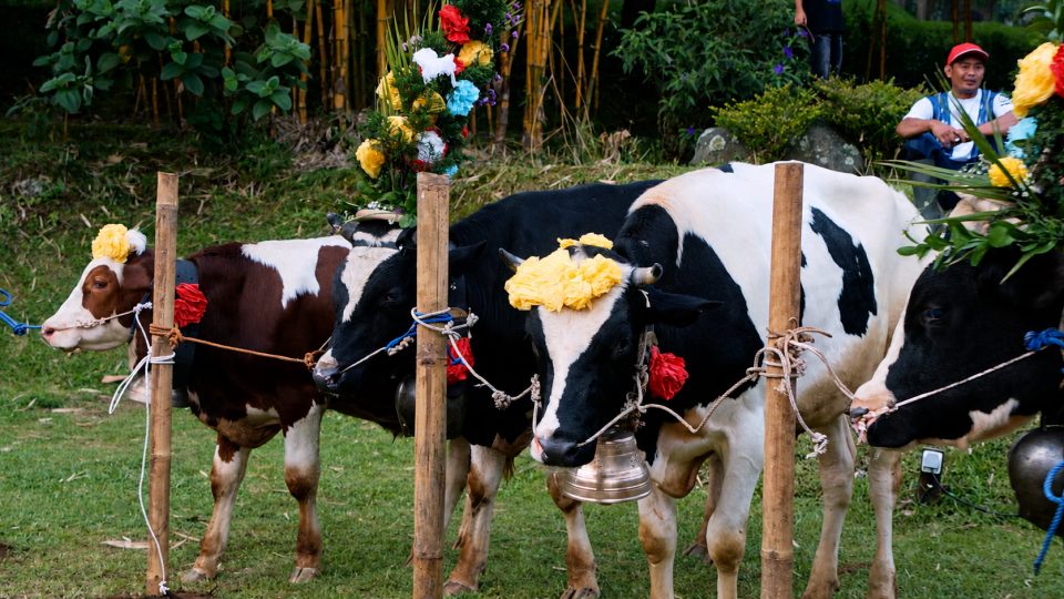 STE Cow Alpabzug